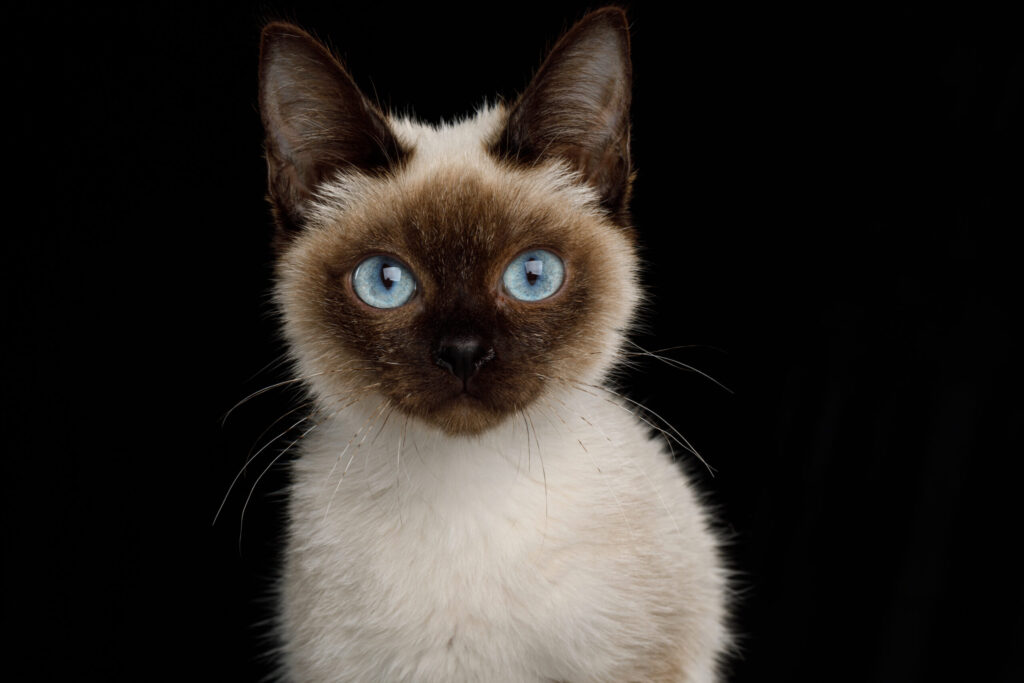 shutterstock 1089995030 scaled 1